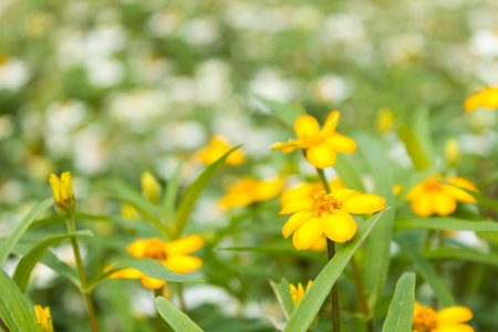 close up shot of the flower in the park, Thailandの写真素材
