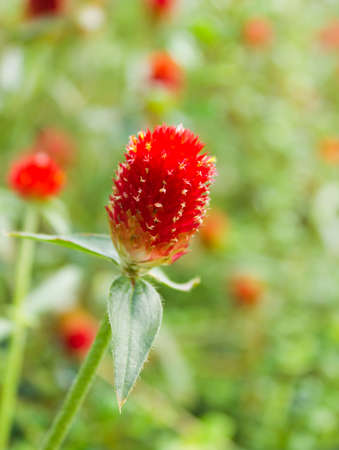 close up shot of the flower in the park, Thailandの写真素材