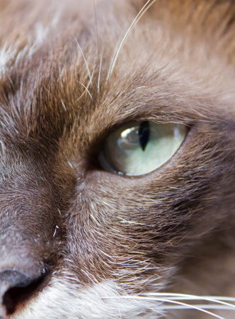 colse up shot of catの写真素材