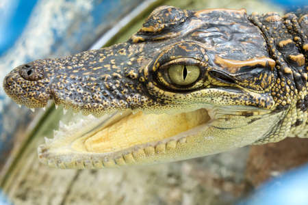 close up of a little crocodile's headの写真素材