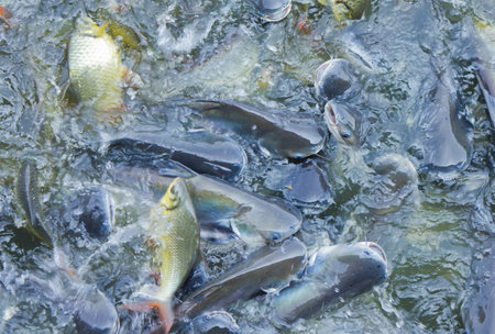 Many fishes are fight over for food in the pond