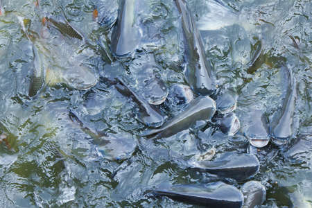 Many fishes are fight over for food in the pondの写真素材