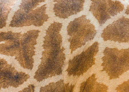 texture of giraffe's skin, close up shotの写真素材