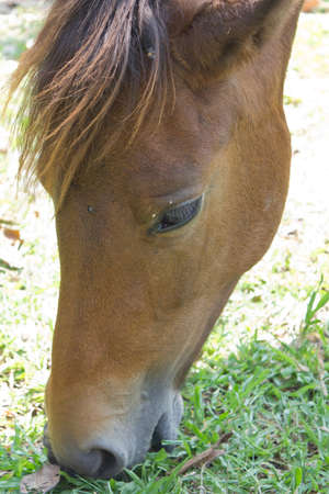 close up of a horse's head in the farm, Thailandの写真素材