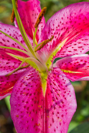 closed up shot of pink lilly in the parkの写真素材