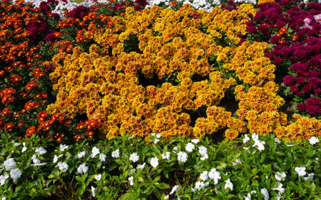 many flowers in the park for backgroundの写真素材