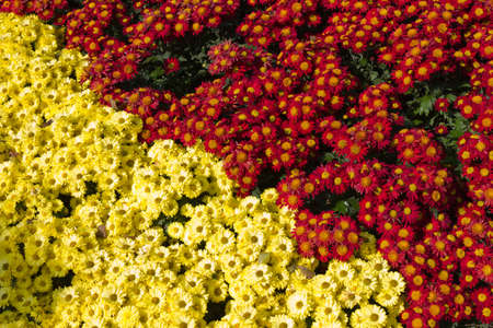 many flowers in the park for backgroundの写真素材