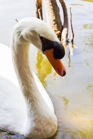 close up of the swan's headの写真素材