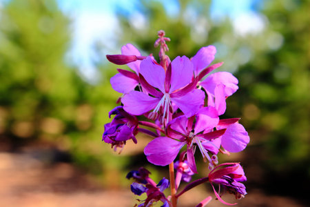 purple flowers against a backdrop of pines