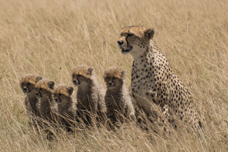 Cheetah mother and her young cubs are nestled in tall golden grass. The mother is larger and looks watchful, while the cubs are smaller and more inquisitive.の素材