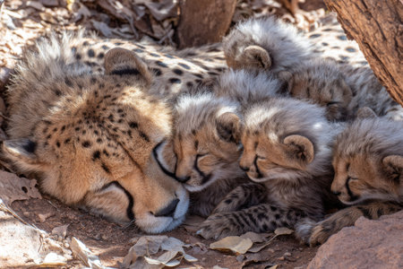 Cheetah mother and her three cubs are huddled together, resting in the shade on the ground. The cubs are nestled close to the mother, their fur a light beige-grey. The mother cheetah is a darker golden-brown. The setting suggests a natural environment, possibly a savanna or a wildlife reserve.の素材