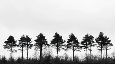 dramatic overcast sky above forest silhouette, grayscale tones, crisp quality --chaos 30 --ar 16:9 --v 6.1 Job ID: 42d549d2-bb98-44b1-b601-8321192ed5b9の素材