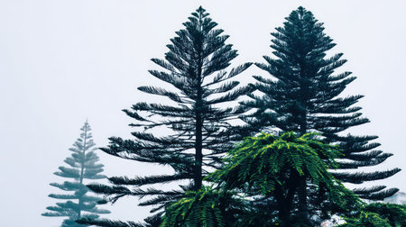 Several towering evergreen trees dominate the frame, their dark, tiered silhouettes sharply defined against a light gray, overcast or misty background. One tree in the foreground features a bright patch of vibrant green lower foliage contrasting with the darker upper branches of the taller specimens fading into the distance.の素材