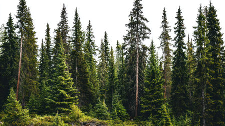 Closely framed view of a densely packed stand of mature evergreen trees, featuring various heights and shades of green foliage reaching towards an almost completely white, bright sky.の素材