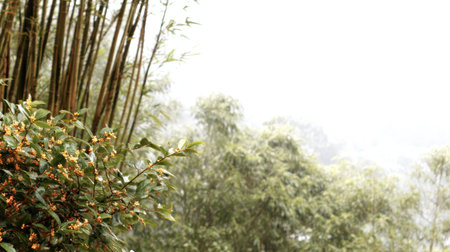 View captures the green leaves and small yellow blossoms of a flowering shrub in the foreground, positioned against a backdrop of tall, slender bamboo stalks and indistinct, hazy trees receding into a bright, almost white misty atmosphere.の素材