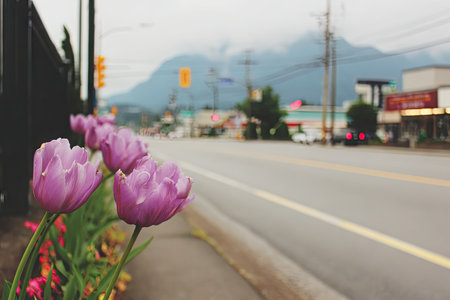 Pink tulips are in a row along the edge of a paved street, which is lined with stores and light-colored buildings.  The image focuses on the flowers and the street in front of them.の素材