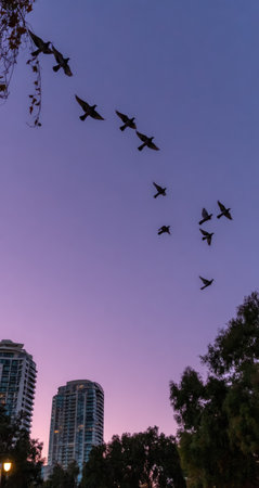 Silhouetted birds are in flight against a beautiful twilight sky.  Buildings of a city are seen in the lower portion of the image.  The sky displays a gradient of purple and pink hues.の素材