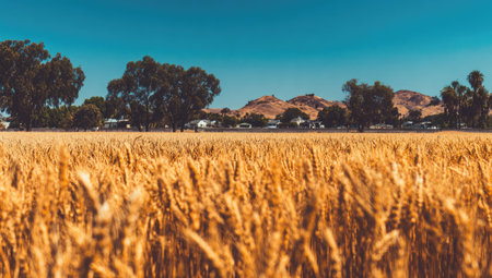 A field of golden wheat stretches towards the horizon under a clear blue sky. The image showcases the texture of the wheat, possibly indicating a harvest. The composition suggests an outdoor environment with natural lighting. This image could be used for various commercial projects related to agriculture or landscape themes.の素材