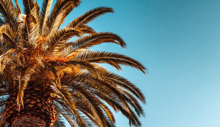 An image captures the detailed fronds of a palm tree set against a clear, azure sky. The composition emphasizes texture and natural light. The photograph could be suitable for various uses including travel, environmental, or decorative applications. It suggests a warm, sunny environment.の素材