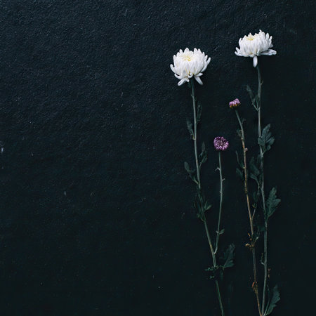 This image showcases delicate white chrysanthemums set against a deep black background. The composition emphasizes simplicity with the flowers' slender stems and textured surface. The muted colors and subtle details suggest uses for visual design, floral arrangements, or artistic projects. The lighting is diffused, providing a sense of depth and tranquility.の素材