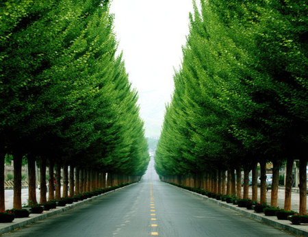 A tree-lined road stretches toward the horizon, creating a symmetrical composition. Lush green trees flank the asphalt, contrasting with the gray road surface and the muted sky above. The scene is lit with soft, diffused light. This image is suitable for various commercial uses, including travel and environmental themes.の素材