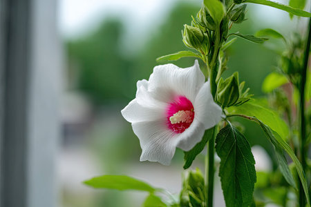 Close-up view of a single, beautiful white hibiscus flower with vibrant pink accents.  The flower's intricate petals and the surrounding green leaves are prominent.の素材