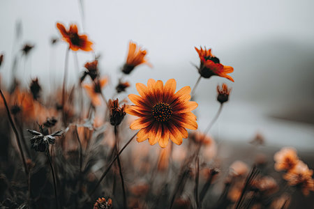 Close-up photograph of a cluster of orange wildflowers, showcasing the intricate details of the petals and stems. The background is softly blurred, drawing attention to the central flowers in the image.の素材