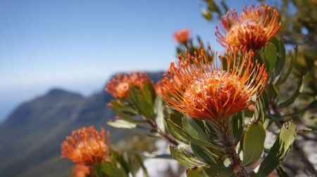 Close-up view of vibrant orange protea flowers in bloom, with a background of distant mountains and a clear blue sky.  The image highlights the intricate detail of the flower petals and the surrounding greenery.の素材
