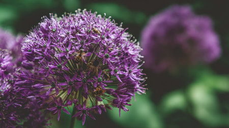 Close-up of a cluster of vibrant purple flowers, likely an allium or similar species, with visible water droplets and possible insects. The focus is on the detailed structure of the flowers and their rich purple color. The background is slightly out of focus, creating a shallow depth of field effect.の素材
