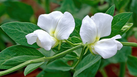 Detailed close-up of a beautiful white pea flower, showcasing its delicate petals and the surrounding green leaves on a stem.の素材