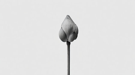 Tightly closed, vertical bud of an aquatic plant, likely a lotus or water lily, is centered slightly to the left against a plain, light gray or white backdrop, emphasizing its symmetrical form and the fine linear texture of the closed petals.の素材