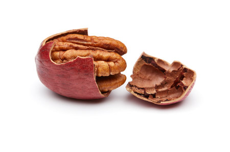 Pecan Isolated on White Background