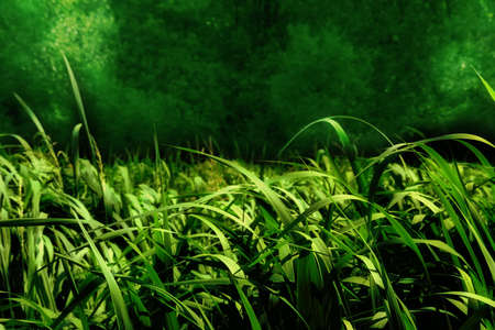 green grassの写真素材
