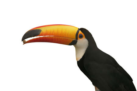 Bird holding in a beak grainの写真素材