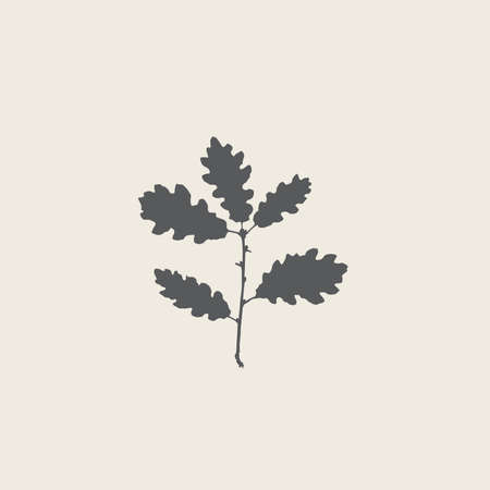 Branch of an oak, flat graphic representationのイラスト素材