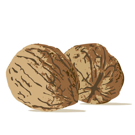 nutのイラスト素材