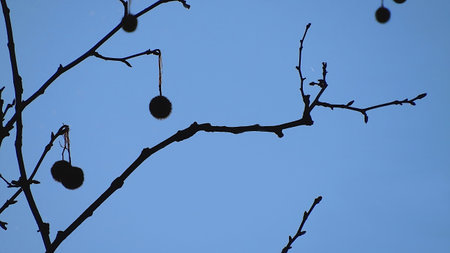Winter branches backlight on blue sky