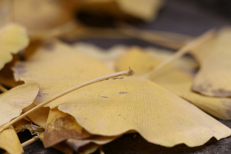 Autumn Leaves