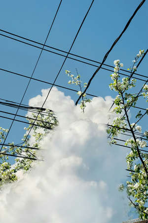 White flowers of apple trees on the background of blue sky with cloudsの写真素材