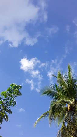 Coconut palm trees, beautiful blue sky, backgroundの写真素材