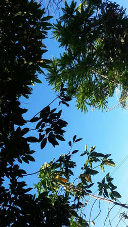 green leaves sun is shineの写真素材