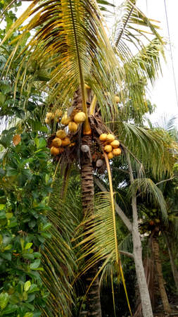Yellow coconut on tree, Indonesia.の写真素材