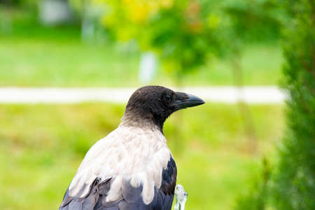 lonely crownの写真素材