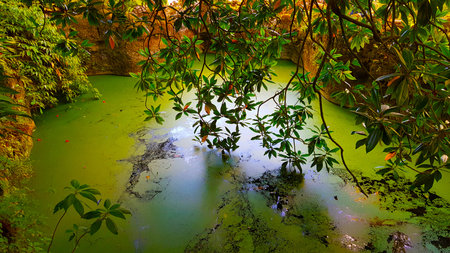 Green water pond with vegetation around it