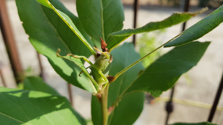 Grasshopper on the green leaf of the garden