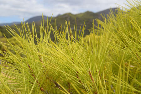 Green needles of pine treeの写真素材