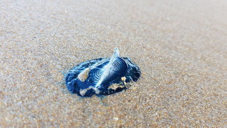 Blue bottle Jellyfish in the coast sandの写真素材