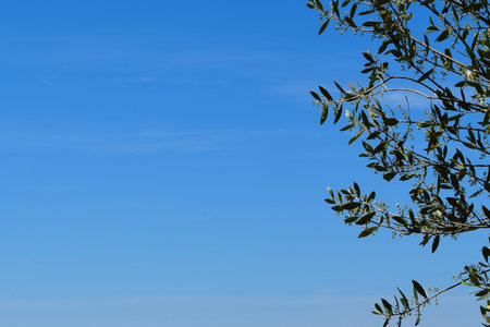 Olive leaves over blue sky. Olive grove and its importance in our agriculture. Andalusiaの写真素材