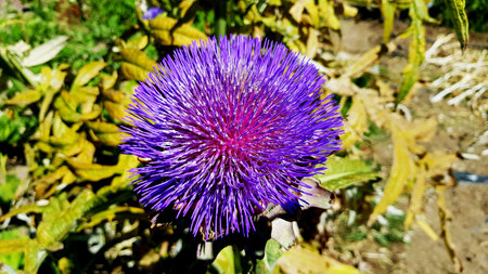 Purple artichoke flower in the gardeの写真素材