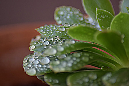 the morning dew on some leafsの写真素材
